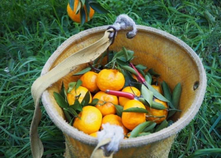 和歌山橘子人氣大爆發！來去「秋津野Garten」體驗採橘子活動