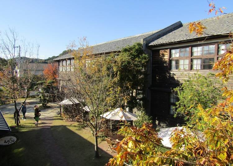 Enjoy Wakayama mikan picking at Akizuno Garten!