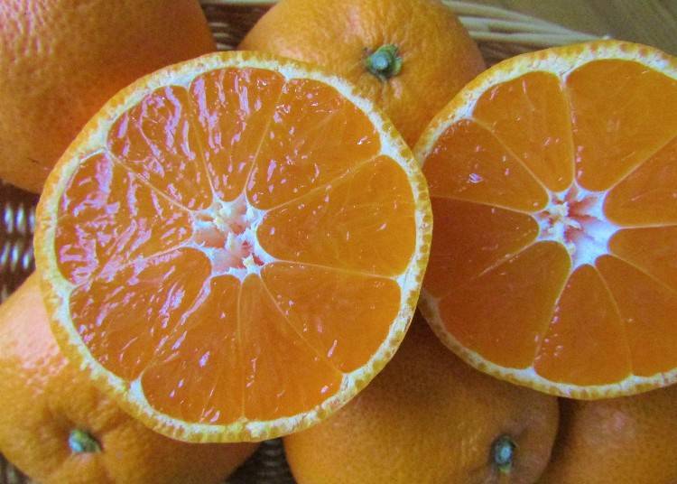 和歌山的「橘子」為什麼這麼受歡迎呢？