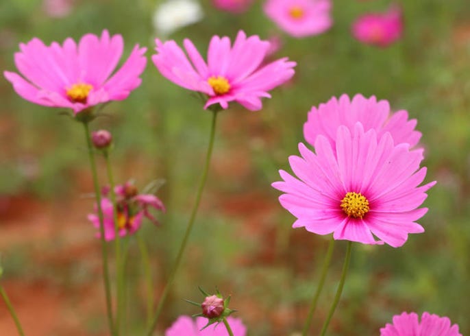 京都秋天賞楓必看 9月 10月 11月的天氣資訊 服裝建議 Live Japan 日本旅遊 文化體驗導覽 京都秋天賞楓必看 9月 10月 11月的天氣資訊 服裝建議 Live Japan 日本旅遊 文化體驗導覽