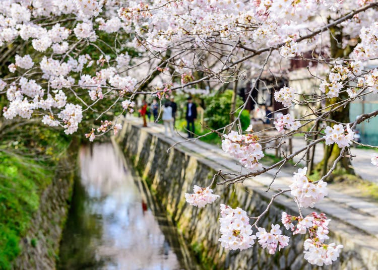 Tetsugaku-no-michi/Philosopher's Walk