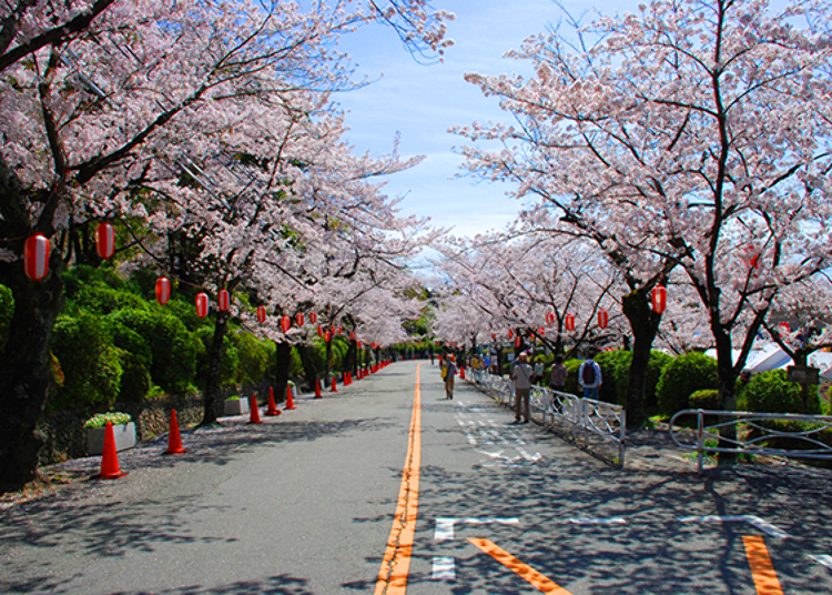 오사카의 벚꽃명소 10선. 현지인이 추천하는 꽃놀이 스팟은 바로 여기!