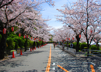 All About Hanami How Japanese Enjoy Sakura Viewing Live Japan Travel Guide