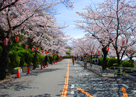 Locals Recommend: 10 Favorite Places for Cherry Blossoms in Osaka