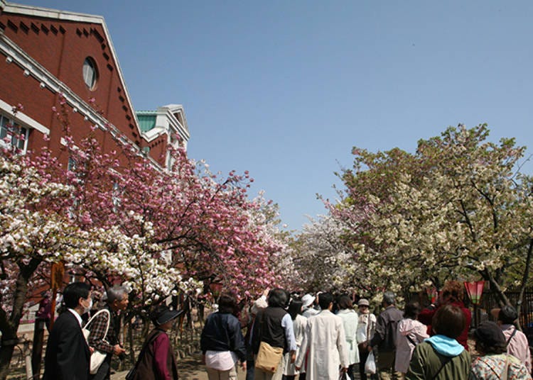 ▲ Different varieties of cherry trees have been planted alongside one another, so why not find your favorite flower? (Photo courtesy of the Mint)