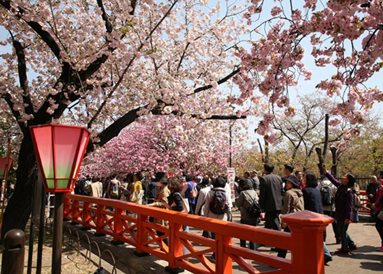 ▲ Illuminated by lanterns at night, the blossoms have a different look from daytime. Eating and drinking aren’t allowed, but you can breathe in the scent of the cherry blossoms (Photo courtesy of the Mint)