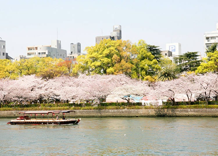 ▲ A row of pink cherry blossoms fill the Okawa riverbank with color Ⓒ Osaka Tourism Bureau