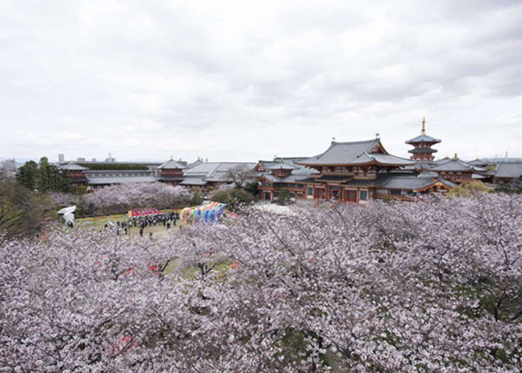 ▲ The pink blossoms and the vermilion temple create a gorgeous combination (Photo courtesy of Nenpo Shinkyo Kongoji)