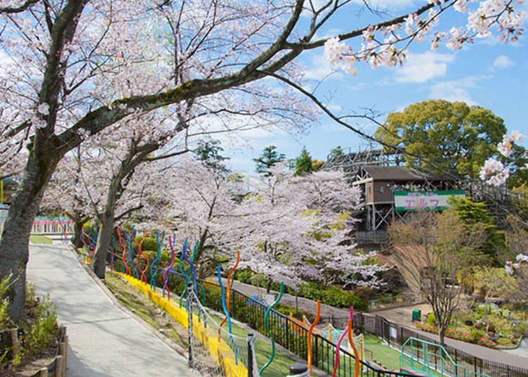 ▲ Cherry blossoms near the “Athletic ‘try-it’” area. (Photo courtesy of Hirakata Park)