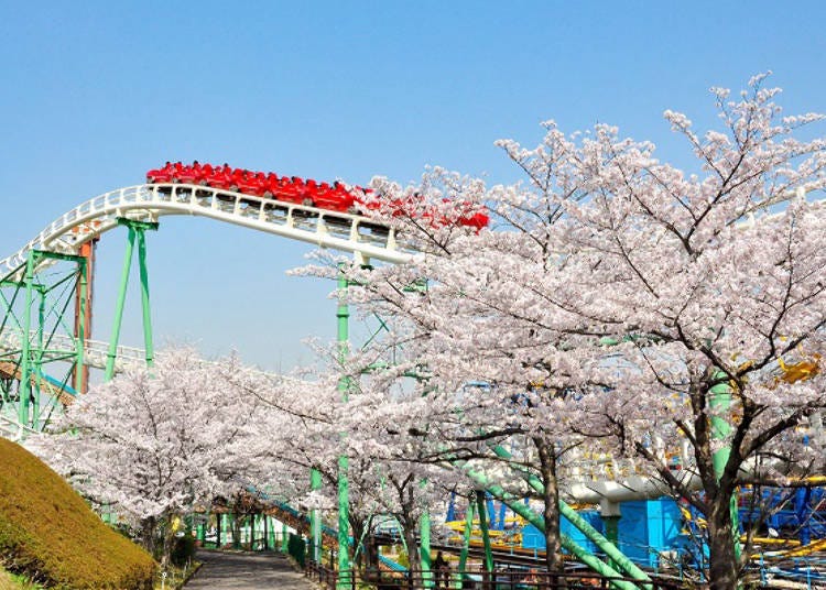 ▲ Ride over the blossoms on the Red Falcon roller coaster! (Photo courtesy of Hirakata Park) スポット