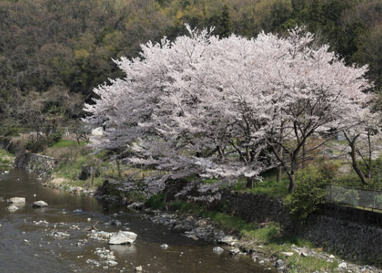 ▲ To embrace the power and beauty of the sakura that give the valley a pink hue, take a 15-minute bus ride from JR Takatsuki Station to Tsukawaki bus stop, then walk about 10 more minutes. The gorge is also about a 15 minute drive from the Takatsuki IC (interchange) by car (Photo courtesy of Takatsuki City)
