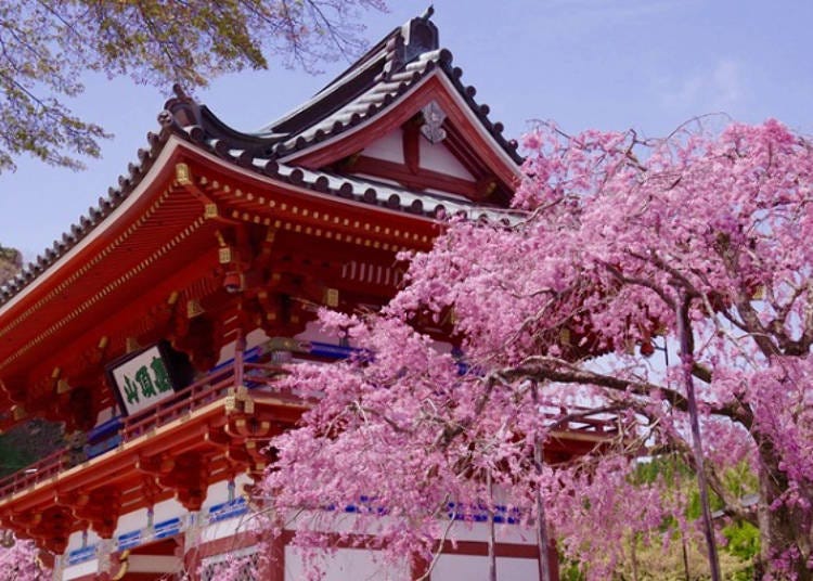 ▲ Katsuoji Temple is located about 30 minutes by bus from Senri-Chuo Station on the Kita-Osaka Kyuko Electric Railway and Osaka Monorail.