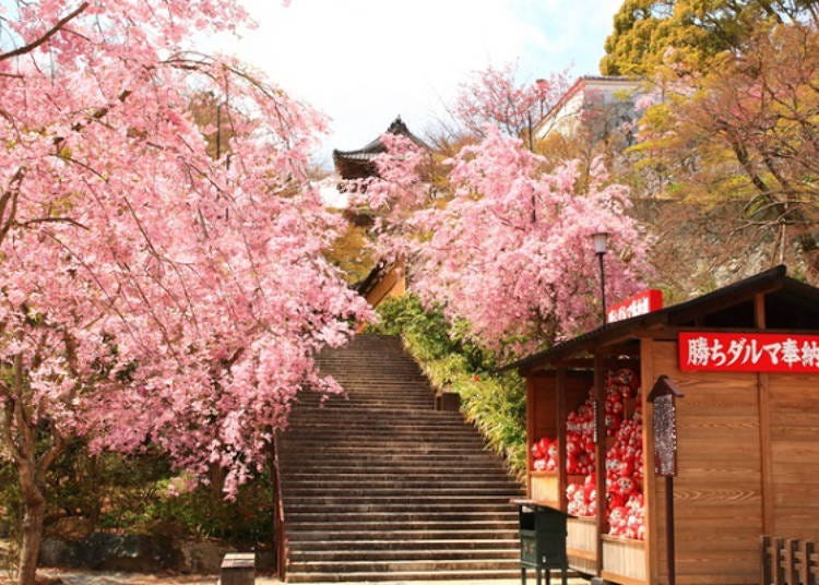 ▲ A tunnel of Shidarezakura and a “winning daruma” dedication area at the foot of the stairs.
