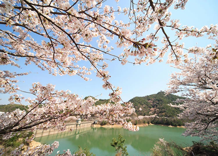 ▲ Eiraku Dam, with its beautiful cherry blossoms, and lush greenery has been selected as one of Osaka’s Top 100 Green Sites and Japan’s Top 100 Water Sources. (Credit: Kumatori-cho)