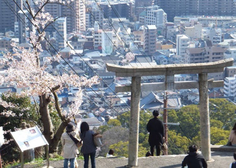 ▲벚꽃과 오사카 평야의 뷰를 동시에 즐길 수 있다