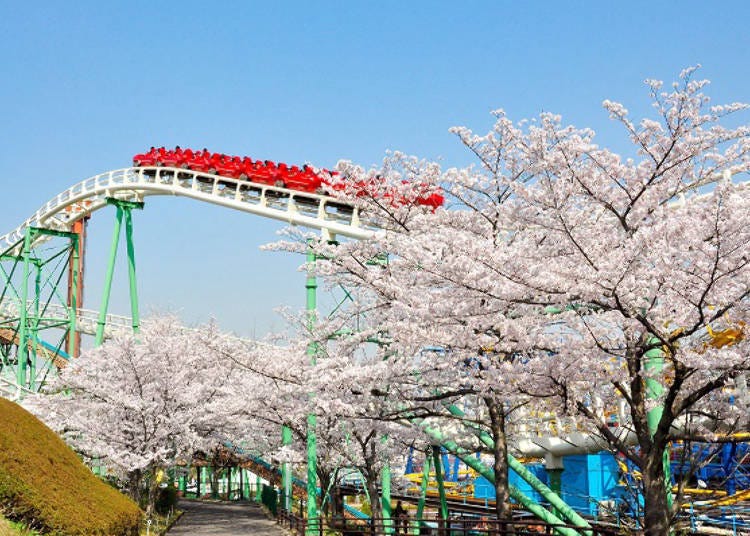 ▲搭乘雲霄飛車「紅色獵鷹」穿越櫻花吧！（圖片提供: Hirakata Park）