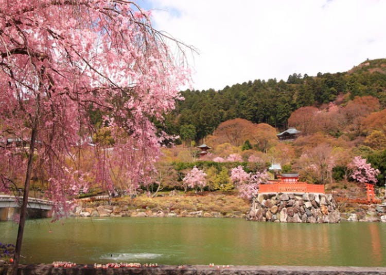 ▲矗立在院内水池的弁天堂，水池四周佈滿粉紅色櫻花。