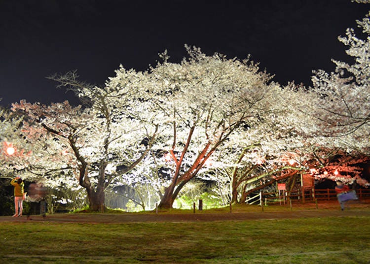 ▲夜晚點燈期間根據櫻花開花狀況，可能延長時間。（圖片提供:熊取町）