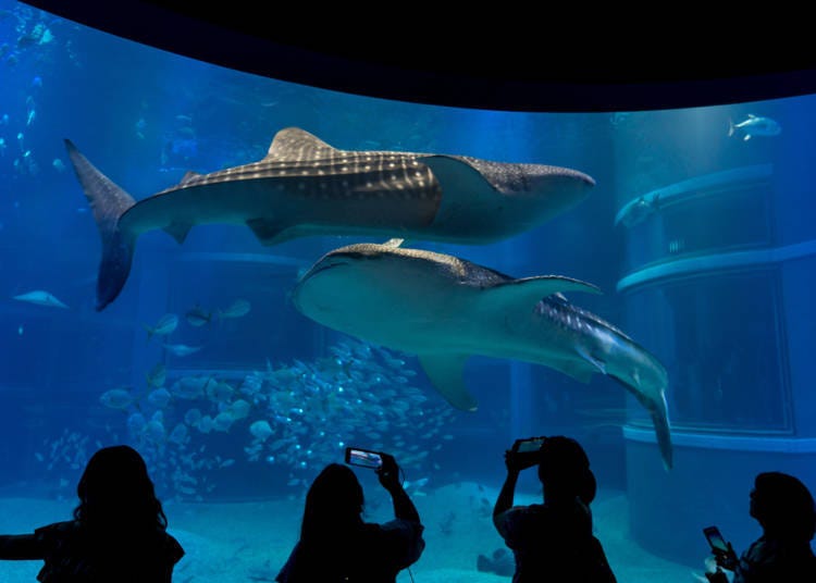 1. Osaka Aquarium Kaiyukan: Watch Sea Animals Swim in the Cool Water