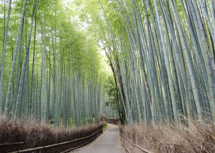 京都租腳踏車深度遊嵐山！租借方法、推薦景點、注意事項