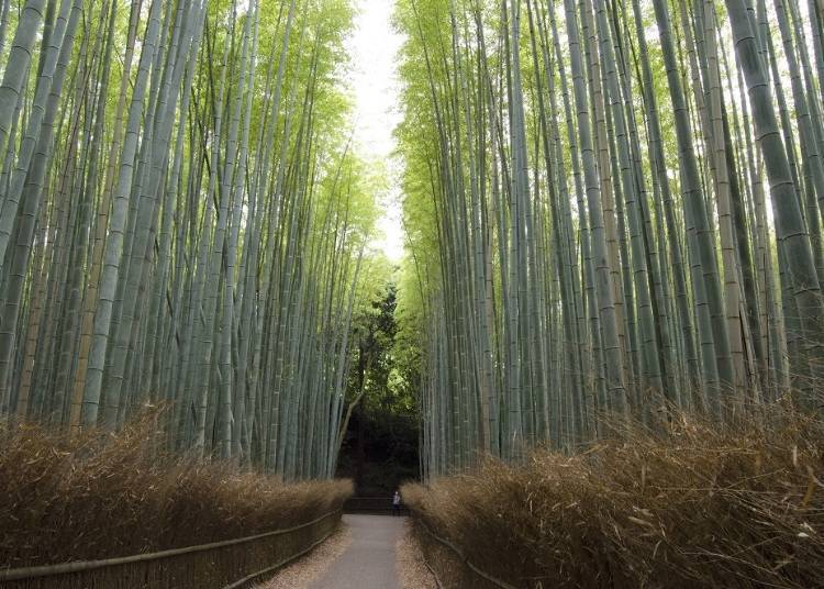 6. Arashiyama Bamboo Forest: A Narrow Walking Path with Cool Greenery Overhead