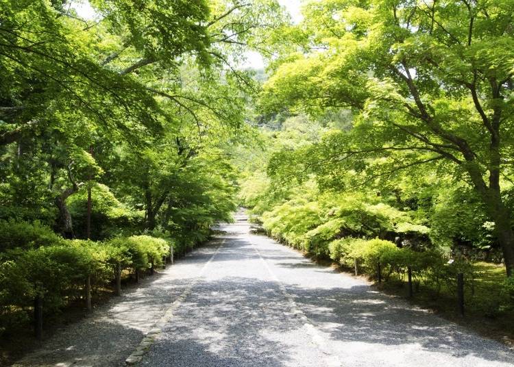 7. Nison-in Temple: A Mountain Temple Surrounded by Peaceful Nature