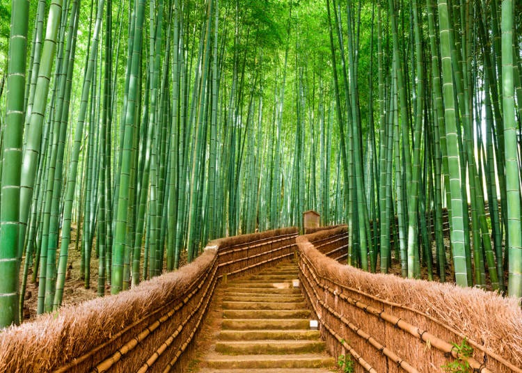 3．【嵐山】京の風情が楽しめる「竹林の道」
