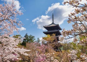 2021京都賞櫻景點10選+開花時間預測！嵐山、哲學之道、仁和寺