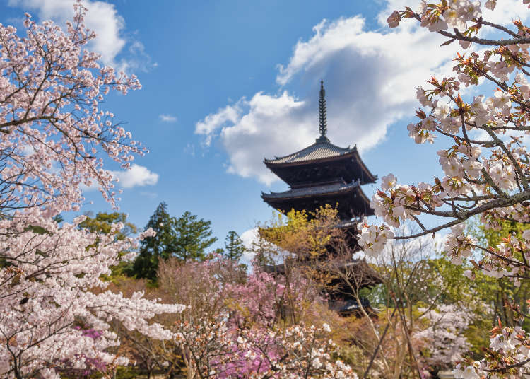 2023년 교토의 벚꽃명소 총정리 10곳! 아라시야마와 닌나지 등 꽃놀이 명소와 절정기를 소개!