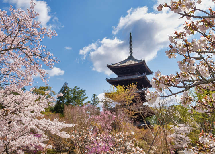 京都のおすすめ桜名所10選 嵐山や仁和寺など有名なお花見スポットや見頃を紹介 Live Japan 日本の旅行 観光 体験ガイド