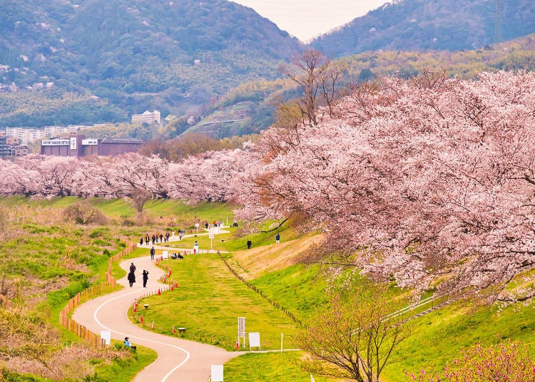 1. Yodogawa Kasen Park: A masterpiece of riverside cherry blossom tunnels