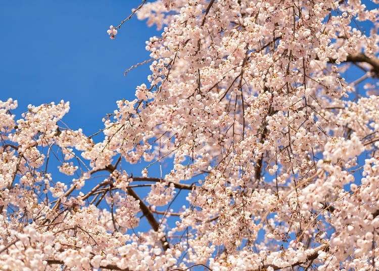 The weeping cherry tree is lit up from sunset to 10 p.m. when it is in full bloom every year