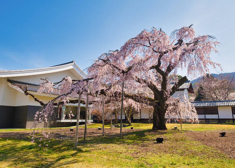 Don't miss the beautiful weeping cherry tree!
