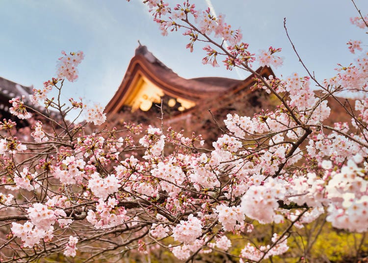 7. Kiyomizu Temple: See the sea of cherry blossom "clouds" from Kiyomizu Stage