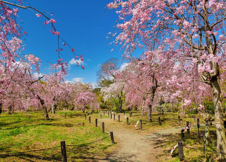8. Kyoto Botanical Gardens: A special place where you can see 160 kinds of cherry blossoms