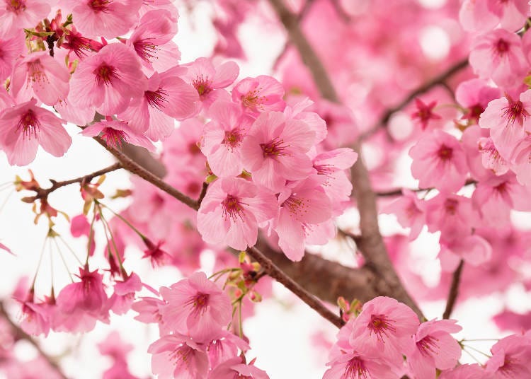 A variety of cherry blossoms called "sunlight" (Yoko) found in the garden park