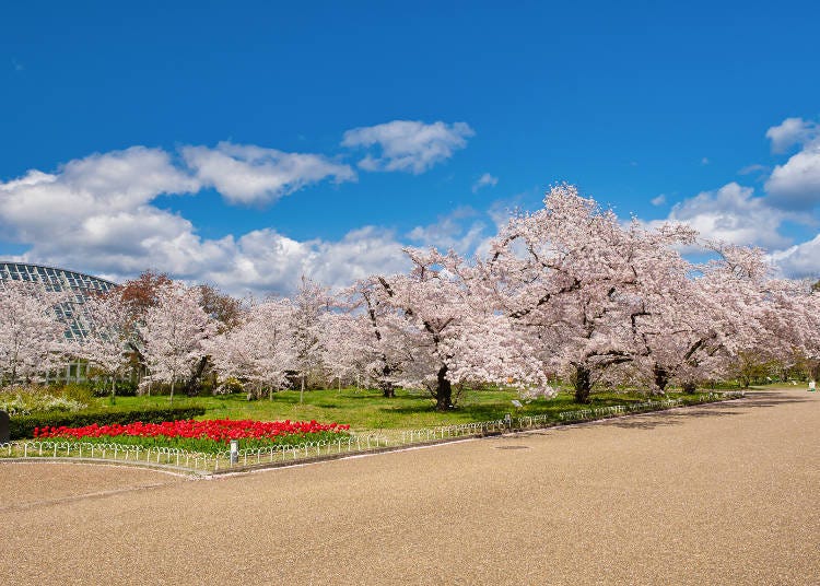 Only here can enjoy the combination of Yoshino cherry trees and red tulips