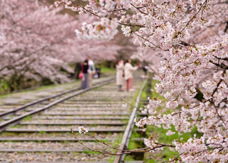 A popular Kyoto cherry blossom spot where you can walk along the railroad tracks to see the sakura