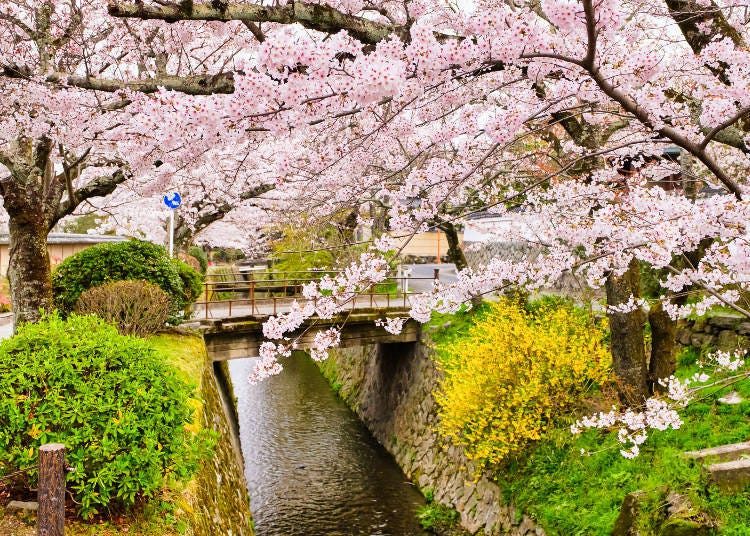 10. The Philosopher's Path: Walking path along a canal with about 400 cherry blossom trees