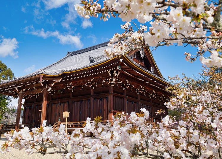 京都市内で一番遅咲きの御室桜(おむろざくら)を拝もうと多くの人が訪れる桜の名所