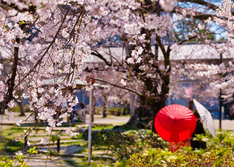 「祇園のシダレザクラ」がある桜の名所。池を中心に約680本が咲き誇ります