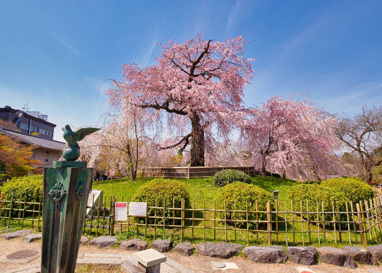 「祇園のシダレザクラ」は4月上旬まで。夜桜はことのほか美しいそう