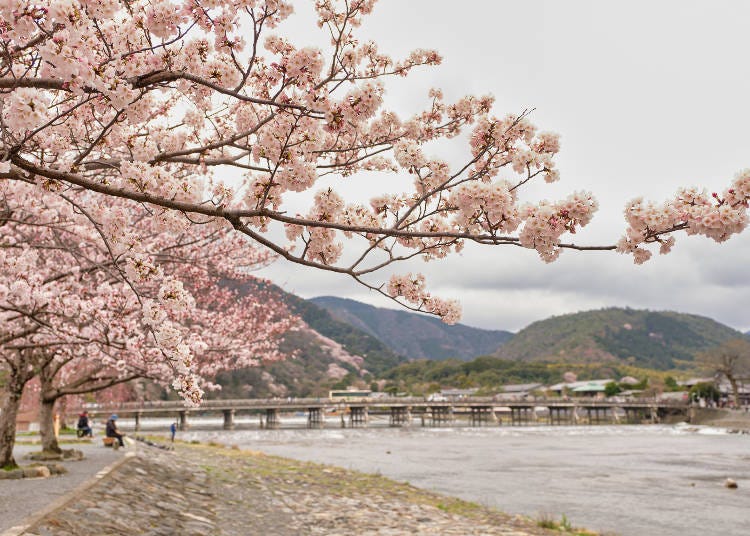 桜越しに渡月橋と桂川を見渡せる絶好のスポット