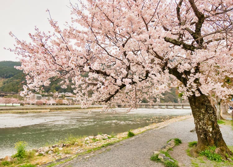 川沿いの随所でさまざまな名桜が楽しめるのも嵐山の魅力
