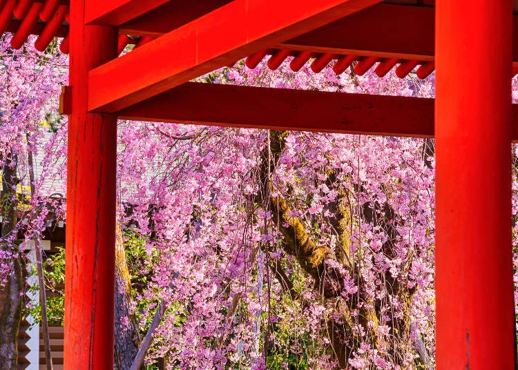 桜と朱色の建築物が織りなす景色は息をのむほどに美しい