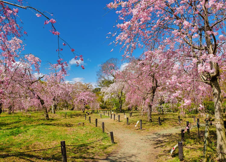 桜の種類が多く、1カ月以上にわたって花見が楽しめます