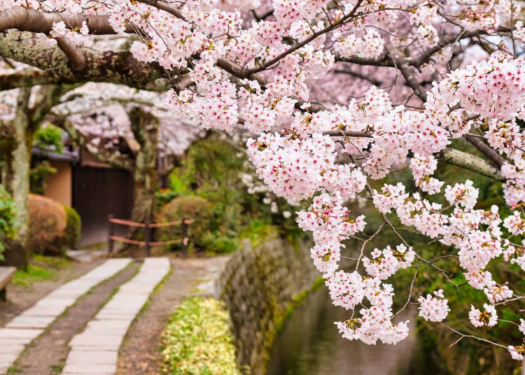 桜は、標高の低い下千本から順に開花します