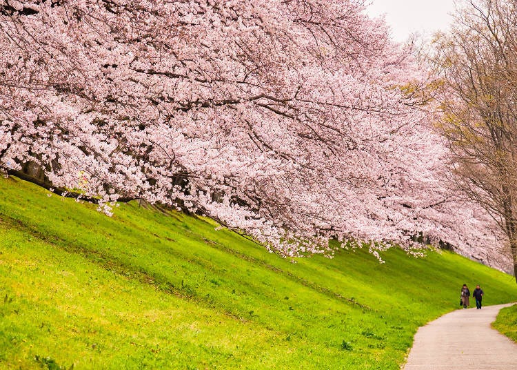 지역민들에게 ‘세와리의 벚꽃’으로 사랑받고 있다