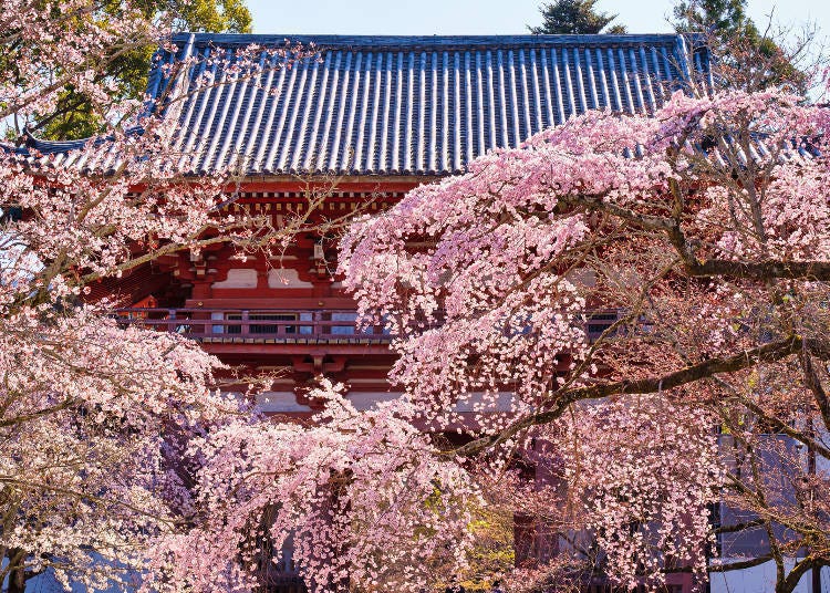 广大的寺庙，种了大约1000棵的樱花