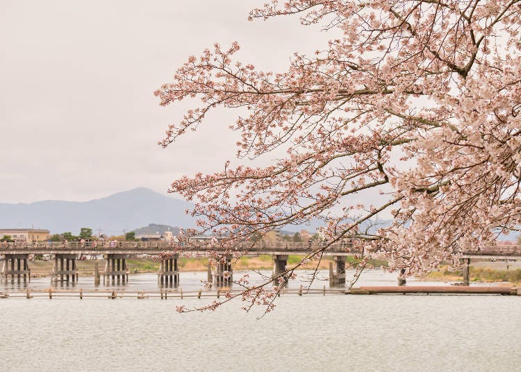 被选为「有名的樱花景点100选」其中之一，规模广大的樱花风景。